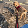dog, leash, harness, pavement, wood_shavings, shoe, jeans, street, sidewalk, greenery, daylight, shadow, curly_fur, outdoor, pet, walking, person, casual_shoe, urban, quiet