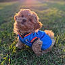 adorable, animal, blue_jersey, cute, dog, fluffy, fur, grass, greenery, head_tilt, nature, outdoor, pet, portrait, puppy, sitting, small_dog, sunlight, sunset, warm_light