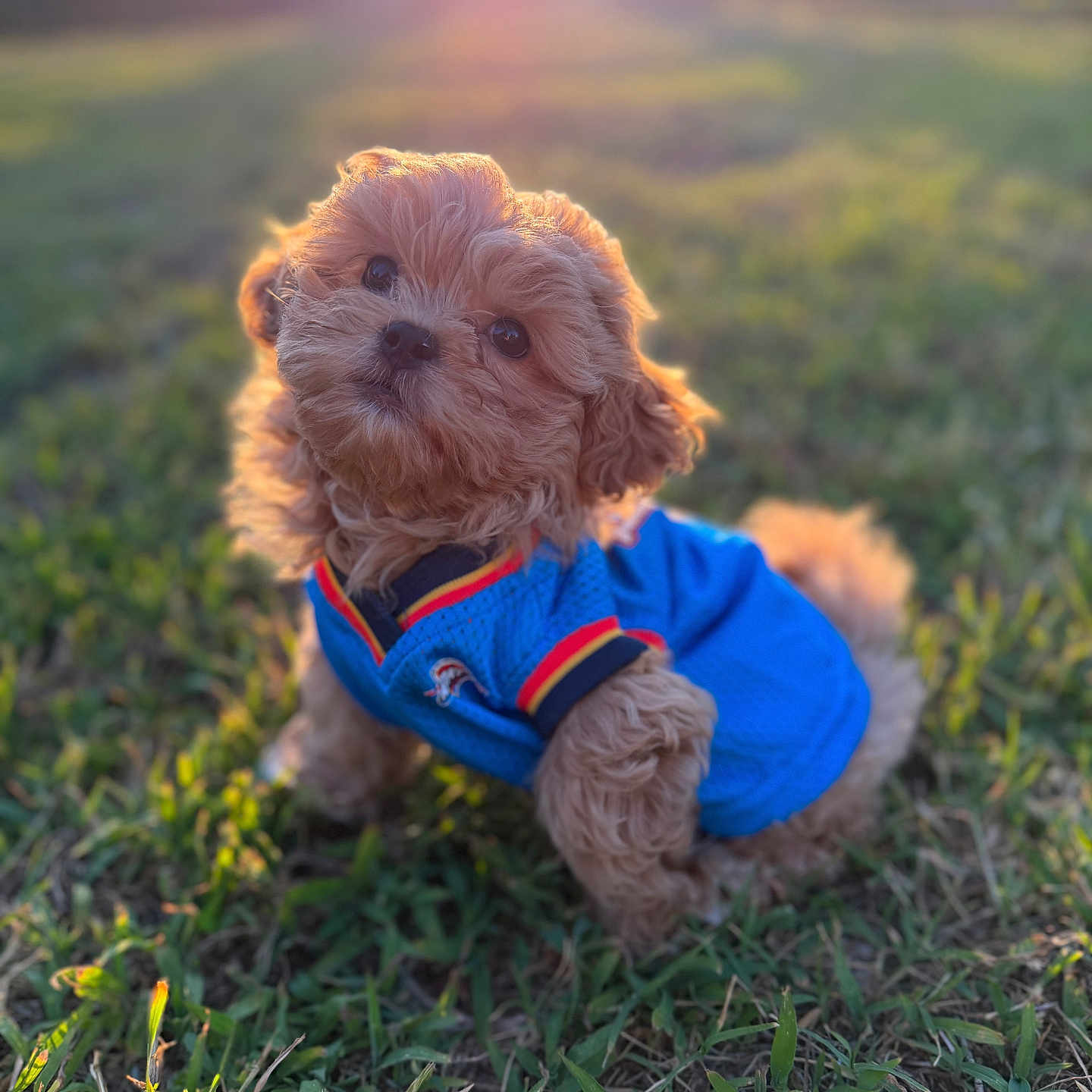 Benji