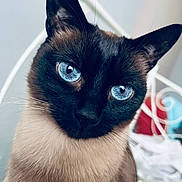 Niro participe au concours pour gagner de l'argent avec cette photo : cat, siamese_cat, blue_eyes, close_up, portrait, indoor, pet, feline, whiskers, fur, animal, cute, face, looking_at_camera, domestic_cat, mammal, soft_light, bed, background_blur, ears