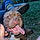Bocephus