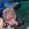 Bocephus is registered to the contest to win money with this photo: dog, tongue, grass, person, foot, leg, outdoor, fence, greenery, playful, happy, pet, canine, brown_dog, white_paw, collar, daylight, nature, closeup, excited