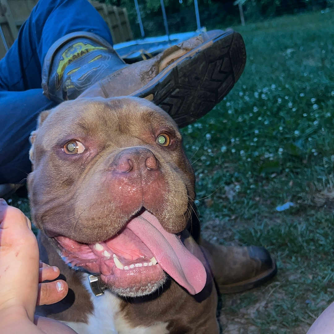 Bocephus is registered to the contest to win money with this photo: dog, tongue, grass, person, foot, leg, outdoor, fence, greenery, playful, happy, pet, canine, brown_dog, white_paw, collar, daylight, nature, closeup, excited