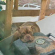 Bocephus joined the competition — help win amazing prizes! dog, brown_dog, resting, wooden_structure, rusty_metal, outdoor, pet, animal, face, expression, head, closeup, fence, nature, grass, daylight, sad, curious, canine, wrinkled_face