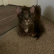 Kovu joined the competition — help win amazing prizes! cat, kitten, gray_cat, fluffy, long_hair, golden_eyes, sitting, carpet, indoor, home, floor, tail, ears, whiskers, fur, pet, animal, portrait, staring, cute
