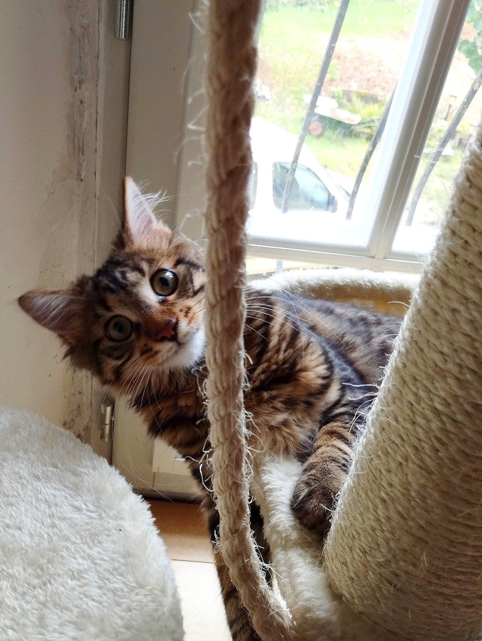 Lumeau participe au concours pour gagner de l'argent avec cette photo : carnivore, cat, cat_supply, chair, comfort, domestic_short_haired_cat, door, fawn, felidae, fur, paw, plant, small_to_medium_sized_cats, snout, tail, terrestrial_animal, tree, whiskers, window, wood