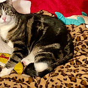 Bae is registered to the contest to win money with this photo: bed, blanket, cat, cozy, fur, green_eyes, indoor, leopard_print, nose, paw, pet, pillow, plush, relaxed, striped, stuffed_toy, tabby_cat, tail, white_markings, yellow_wrappers