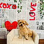 dog, small_dog, fluffy, tan_fur, pet_sofa, armchair, indoor, newspaper_backdrop, red_heart, love_text, xoxo, hanging_plants, vines, hardwood_floor, portrait, cute, sitting, looking_at_camera, cozy, studio_setup
