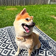 Bambi is registered to the contest to win money with this photo: animal, bow_tie, canine, cute, daytime, dog, fence, fluffy, fur, grass, happy, leisure, nature, outdoor, patterned_rug, pet, sitting, smiling, sunlight, tongue_out