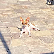 Peanut -Louie joined the competition — help win amazing prizes! animal, backyard, brown_and_white, calm, daylight, dog, ears, lying_down, outdoor, patio, pet, quiet, relaxed, resting, shadow, small_dog, summer, sunlight, sunny, tile_floor