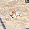 animal, backyard, brown_and_white, calm, daylight, dog, ears, lying_down, outdoor, patio, pet, quiet, relaxed, resting, shadow, small_dog, summer, sunlight, sunny, tile_floor