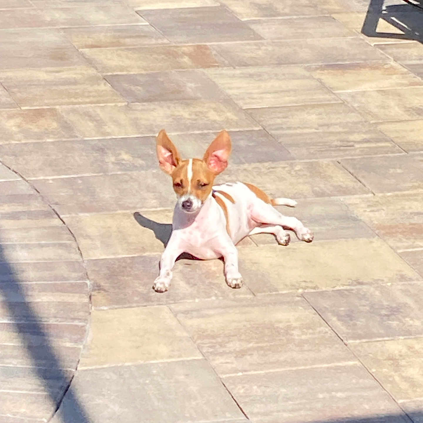 Peanut -Louie joined the competition — help win amazing prizes! animal, backyard, brown_and_white, calm, daylight, dog, ears, lying_down, outdoor, patio, pet, quiet, relaxed, resting, shadow, small_dog, summer, sunlight, sunny, tile_floor