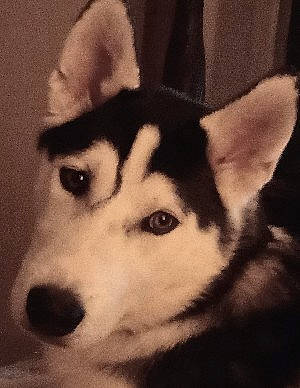 Miko joined the competition — help win amazing prizes! ancient_dog_breeds, canidae, canis, carnivore, companion_dog, dog, dog_breed, fur, jaw, monochrome, monochrome_photography, siberian_husky, sled_dog, snout, sporting_group, terrestrial_animal, whiskers, wildlife, working_animal, working_dog