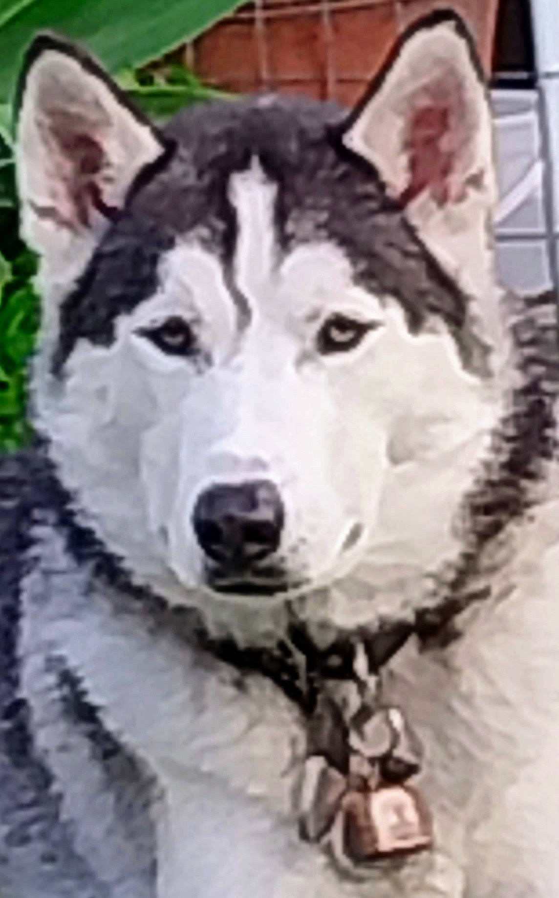 Miko joined the competition — help win amazing prizes! ancient_dog_breeds, art, canidae, canis, carnivore, companion_dog, dog, dog_breed, drawing, fur, illustration, monochrome, recreation, sled_dog, snout, sporting_group, whiskers, wolf, working_animal, working_dog