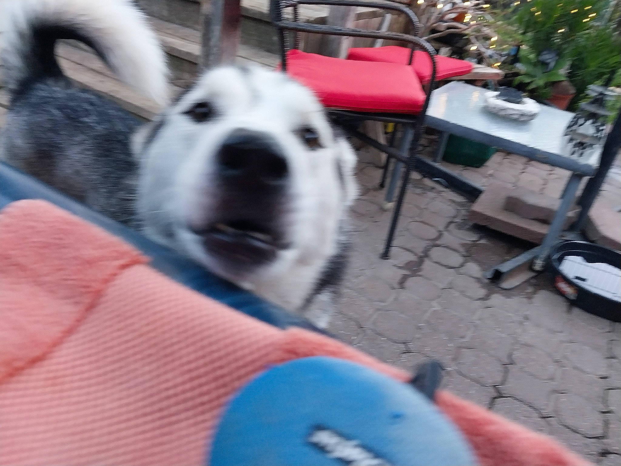 Miko joined the competition — help win amazing prizes! canidae, carnivore, chair, comfort, companion_dog, dog, dog_breed, electric_blue, flooring, flowerpot, fur, houseplant, non_sporting_group, outdoor_furniture, plant, sitting, sporting_group, white, working_animal