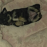 Kiwi is registered to the contest to win money with this photo: puppy, dog, sleeping, blanket, pink, fur, cute, animal, pet, cozy, lying_down, small, young, paw, soft, resting, indoors, fur_pattern, adorable, snuggle