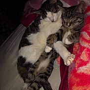 Sassy And Baby joined the competition — help win amazing prizes! abyssinian, animal, bed, bedroom, blanket, cat, couch, cushion, egyptiancat, furniture, homedecor, indoors, kitten, manx, ocelot, person, pet, quilt, room, sleeping