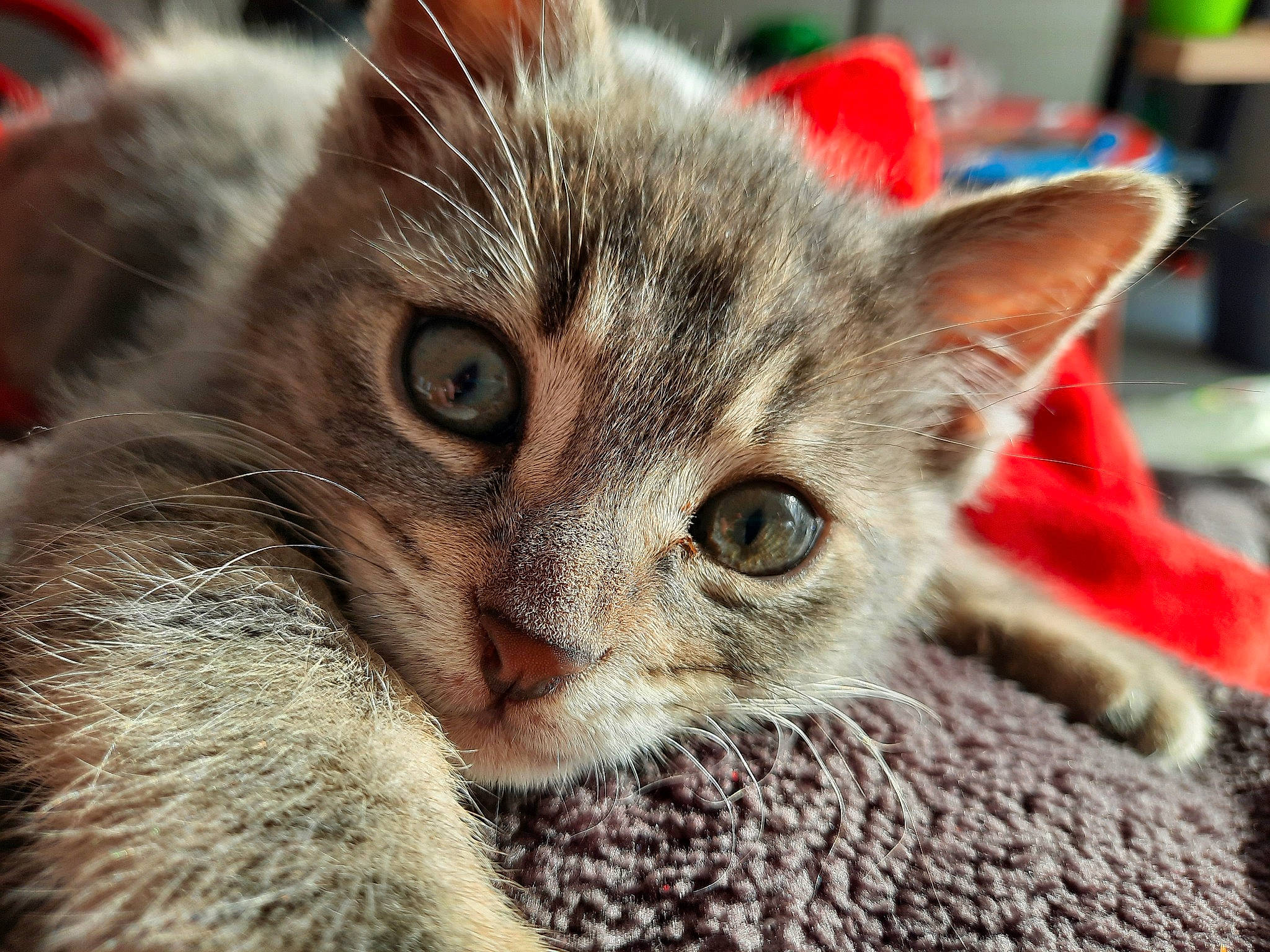 Eclair participe au concours pour gagner de l'argent avec cette photo : carnivore, cat, claw, close_up, domestic_short_haired_cat, ear, felidae, fur, iris, paw, small_to_medium_sized_cats, snout, whiskers, wildlife, window