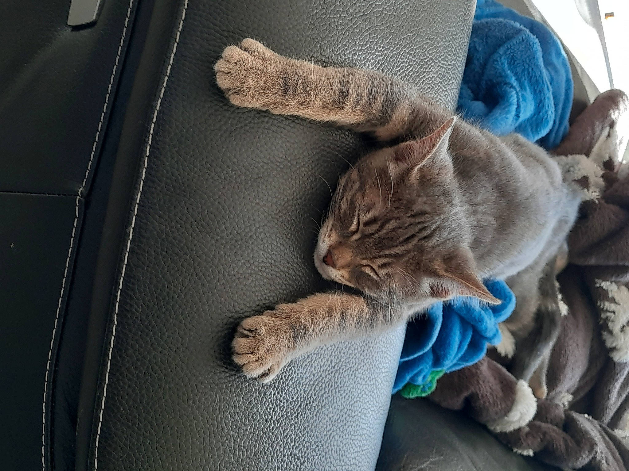 Eclair a rejoint le concours — aidez-le/la à gagner de superbes lots ! car_seat, carnivore, cat, claw, comfort, domestic_short_haired_cat, electric_blue, felidae, fur, gesture, grey, human_leg, linens, personal_luxury_car, small_to_medium_sized_cats, tail, textile, thread, vehicle_door, whiskers