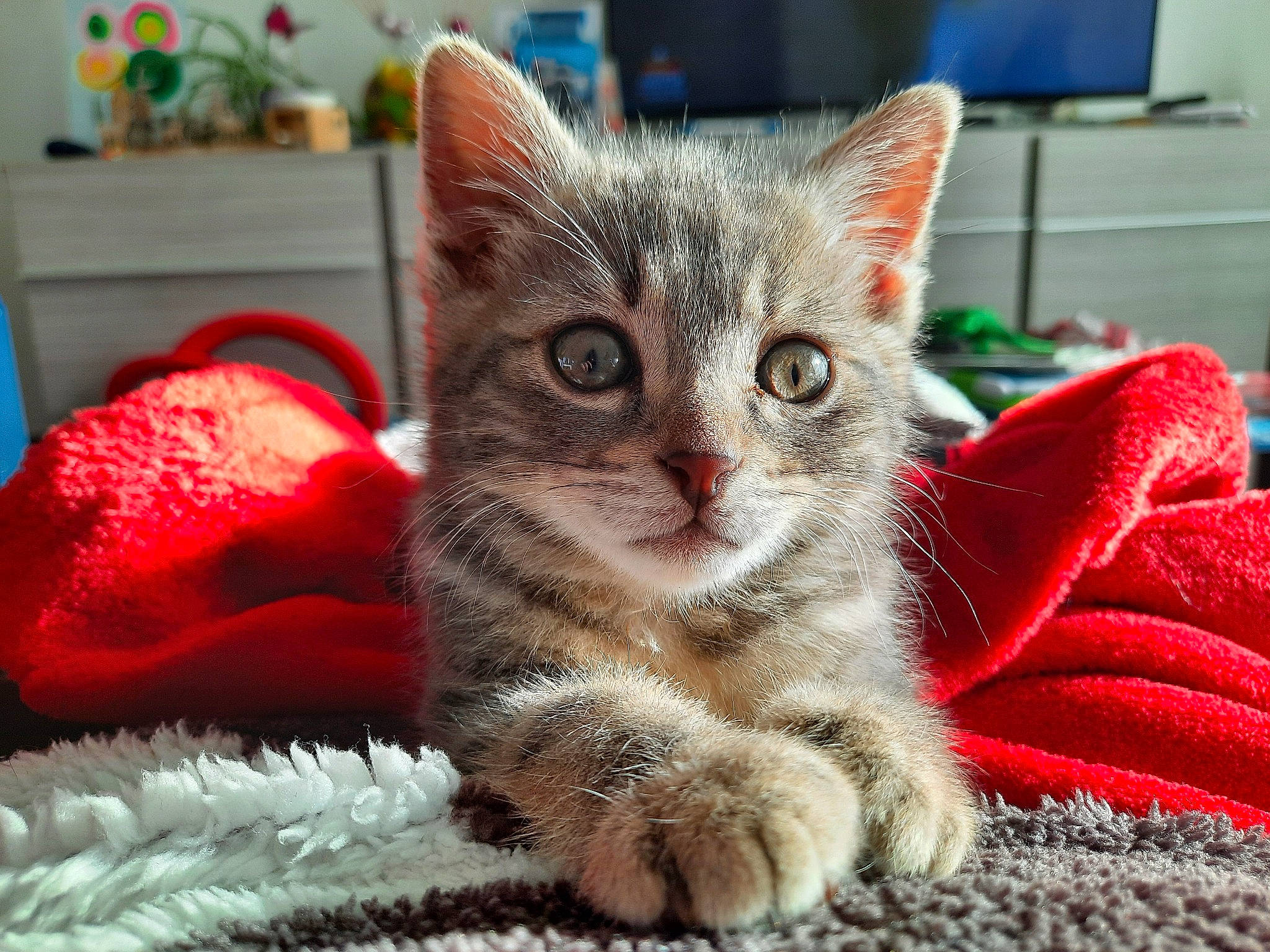 Eclair a rejoint le concours — aidez-le/la à gagner de superbes lots ! carnivore, cat, cat_furniture, cat_supply, cat_toy, claw, comfort, domestic_short_haired_cat, fawn, felidae, fur, paw, small_to_medium_sized_cats, snout, television, whiskers, window