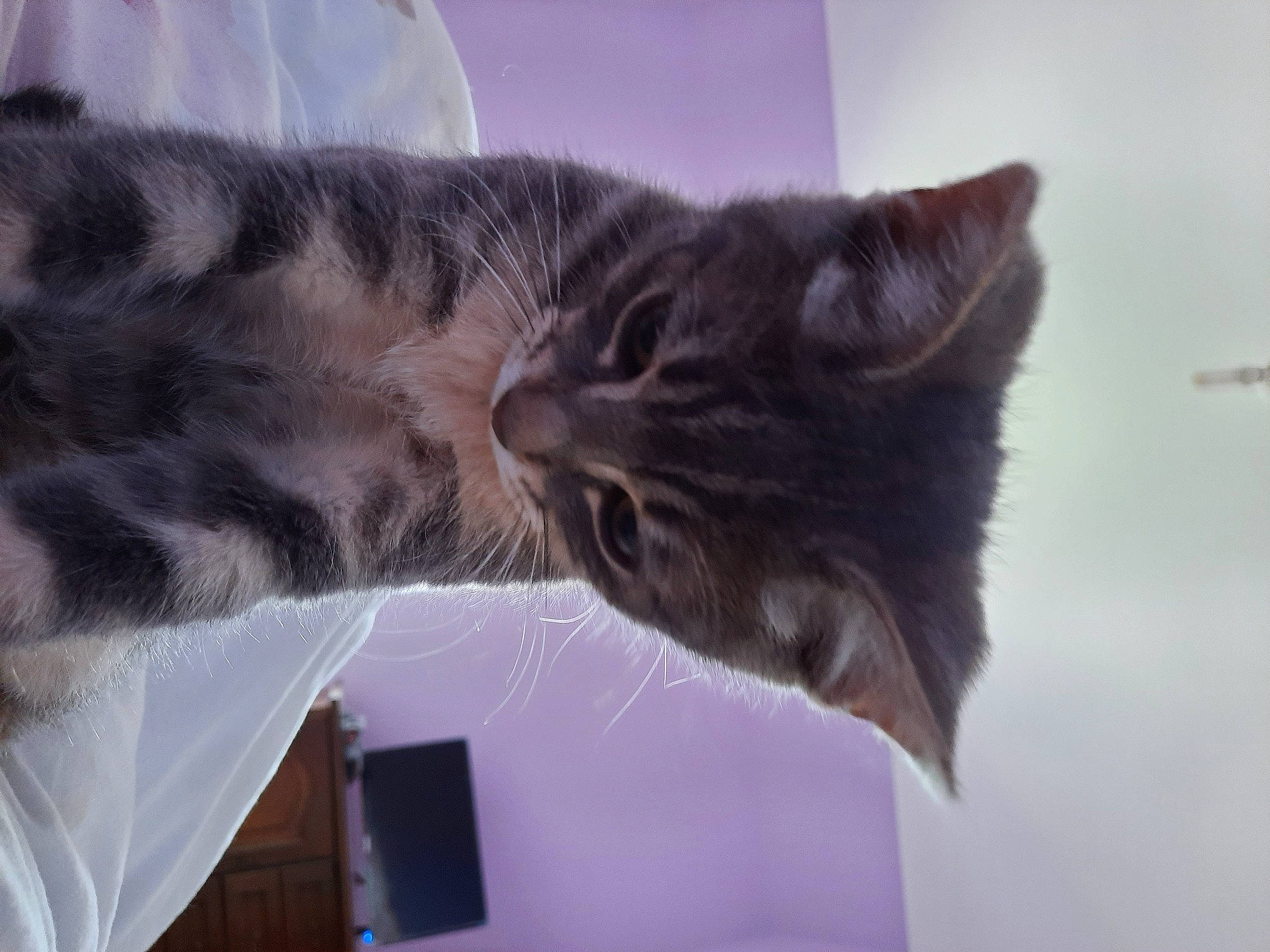 Eclair a rejoint le concours — aidez-le/la à gagner de superbes lots ! carnivore, cat, claw, comfort, domestic_short_haired_cat, ear, felidae, fur, gesture, grey, mammal, paw, small_to_medium_sized_cats, snout, tail, whiskers