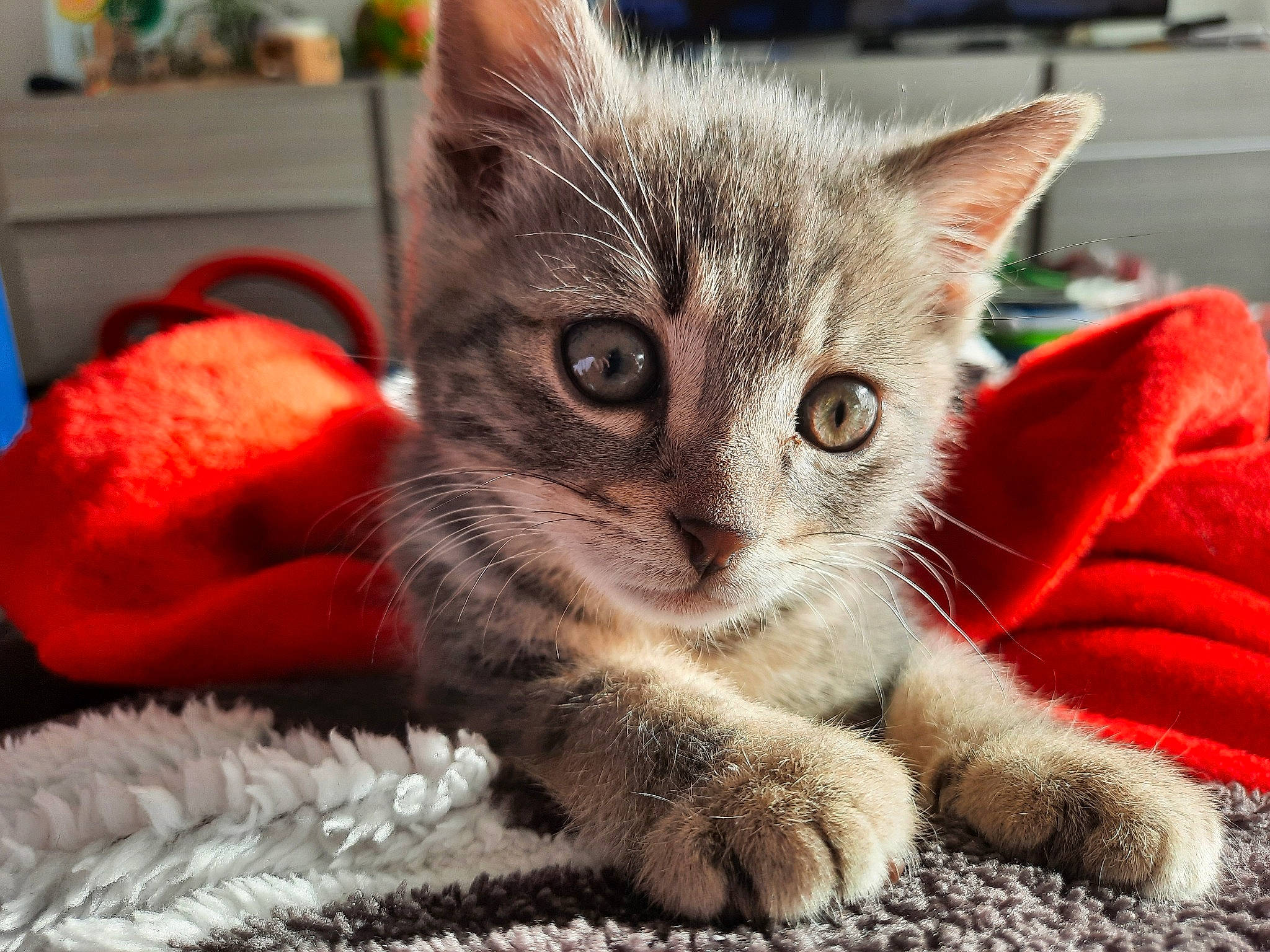 Eclair a rejoint le concours — aidez-le/la à gagner de superbes lots ! carnivore, cat, cat_furniture, cat_supply, claw, comfort, couch, domestic_short_haired_cat, fawn, felidae, fur, paw, pet_supply, small_to_medium_sized_cats, snout, tail, terrestrial_animal, whiskers, window