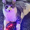 animal, bright, carpet, cat, colorful_lighting, cute, disco_ball, domestic, feline, fun, glowing, gray_and_white, indoor, light, lying_down, paw, pet, playful, reflective, texture
