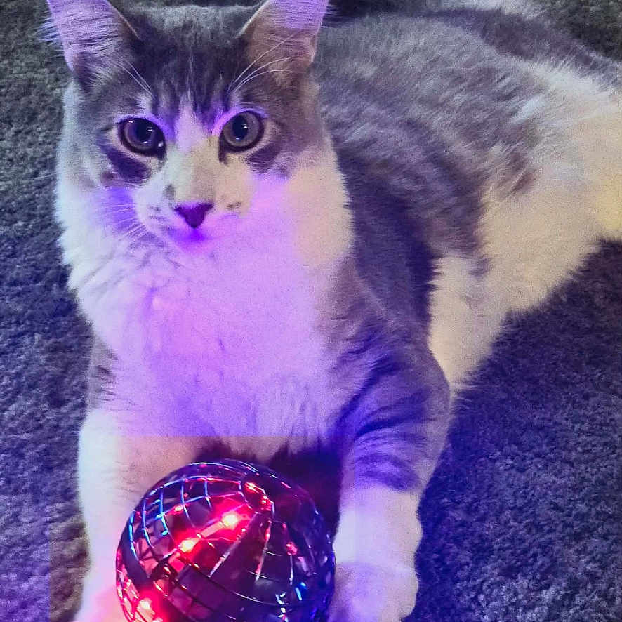 Poose joined the competition — help win amazing prizes! animal, bright, carpet, cat, colorful_lighting, cute, disco_ball, domestic, feline, fun, glowing, gray_and_white, indoor, light, lying_down, paw, pet, playful, reflective, texture
