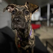 Shieva joined the competition — help win amazing prizes! dog, brindle, close_up, collar, pet, indoor, blurred_background, ears, curious, animal, canine, portrait, night, furniture, domestic, muzzle, fur, looking, face, cute