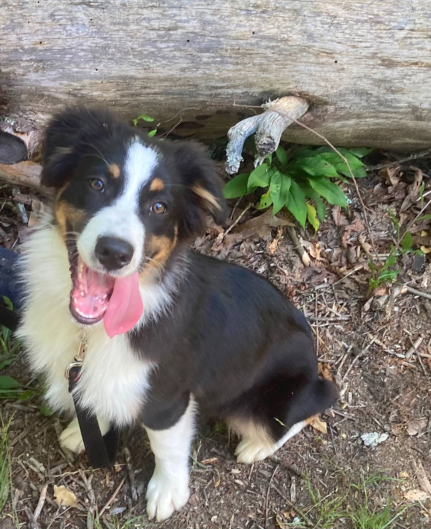 Houston joined the competition — help win amazing prizes! australian_collie, bernese_mountain_dog, border_collie, canidae, carnivore, companion_dog, dog, dog_breed, fur, grass, herding_dog, hunting_dog, plant, snout, soil, sporting_group, whiskers, working_dog