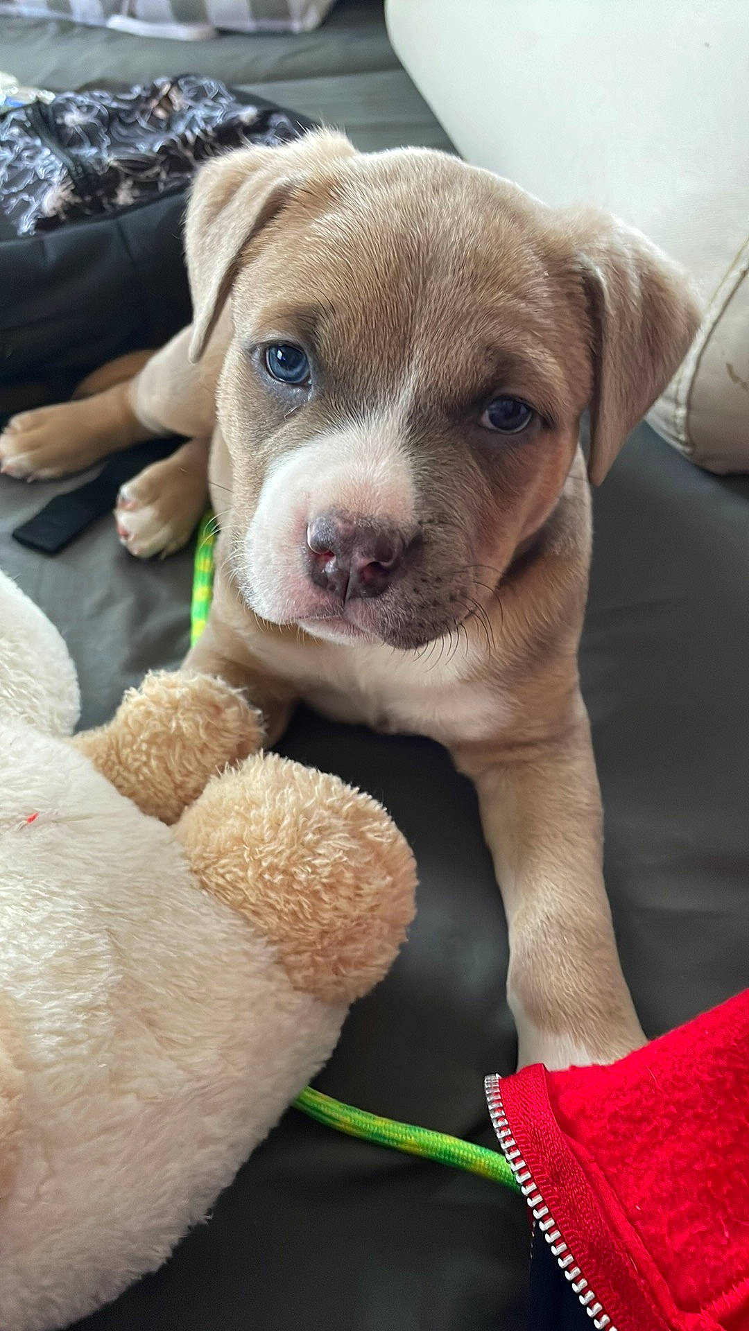 Dak joined the competition — help win amazing prizes! canidae, carnivore, collar, companion_dog, dog, dog_breed, dog_collar, fawn, fur, liver, non_sporting_group, sporting_group, whiskers, working_animal