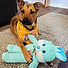 London is registered to the contest to win money with this photo: dog, bandana, easter, plush_toy, bunny, indoor, carpet, wooden_floor, pet, animal, cute, toy, lying_down, brown_dog, decor, floor, ears, paws, fur, home