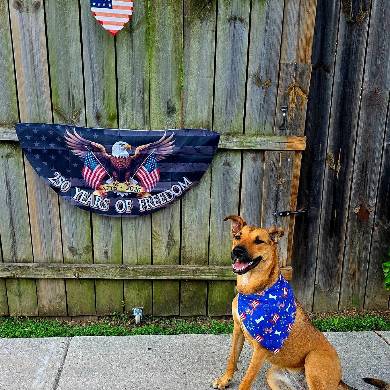 London is registered to the contest to win money with this photo: dog, bandana, patriotic, american_flag, eagle, banner, wooden_fence, sidewalk, outdoor, grass, heart_decoration, sitting, happy, canine, muzzle, ears, tail, celebration, freedom, holiday