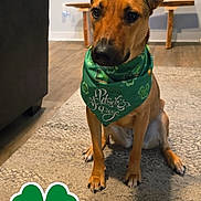 London joined the competition — help win amazing prizes! dog, bandana, st_patricks_day, green, shamrock, carpet, indoor, floor, bench, couch, pet, animal, sitting, brown_dog, ears_up, decor, celebration, holiday, cute, portrait