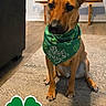 dog, bandana, st_patricks_day, green, shamrock, carpet, indoor, floor, bench, couch, pet, animal, sitting, brown_dog, ears_up, decor, celebration, holiday, cute, portrait