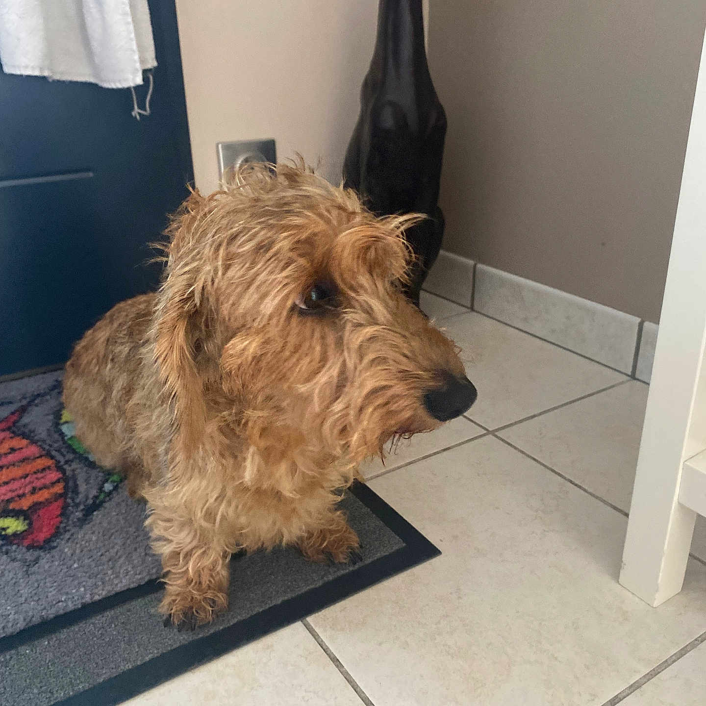 Twix a rejoint le concours — aidez-le/la à gagner de superbes lots ! animal, brown_fur, corner, curly_fur, decor, dog, domestic, door, floor_tile, furniture, home, indoor, mat, pet, portrait, quiet, statue, still_life, tile_floor, watching