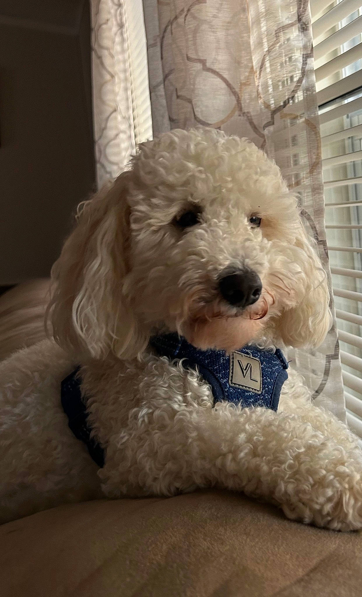 Cooper is registered to the contest to win money with this photo: canidae, carnivore, collar, companion_dog, dog, dog_breed, dog_collar, fur, goldendoodle, labradoodle, maltepoo, poodle, poodle_crossbreed, small_terrier, snout, sporting_group, terrier, toy_dog, water_dog, working_animal