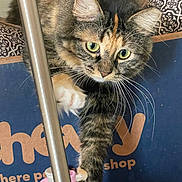 Nina is registered to the contest to win money with this photo: animal, box, cat, claws, close_up, curious, domestic_cat, feline, fur, green_eyes, indoor, looking, metal_pole, patterned_fabric, paw, pet, pet_shop, playful, tabby, whiskers