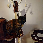 Câline participe au concours pour gagner de l'argent avec cette photo : animal, beige, brown, cat, cat_tree, claws, curious, ears, feline, fur, home, indoor, looking, perched, pet, scratching_post, shadow, tortoiseshell, wall, whiskers