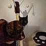animal, beige, brown, cat, cat_tree, claws, curious, ears, feline, fur, home, indoor, looking, perched, pet, scratching_post, shadow, tortoiseshell, wall, whiskers
