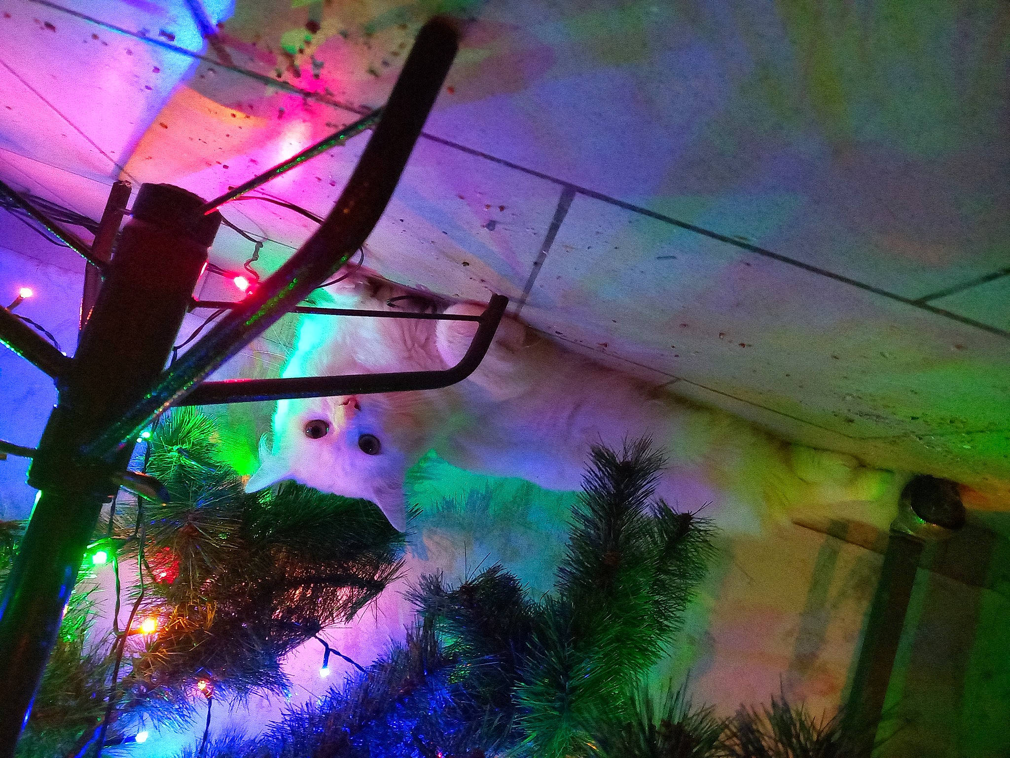 Galak a rejoint le concours — aidez-le/la à gagner de superbes lots ! art, ceiling, electric_blue, electricity, entertainment, event, light, magenta, neon, ornament, paint, painting, plant, purple, space, technology, tints_and_shades, tree, violet, visual_effect_lighting