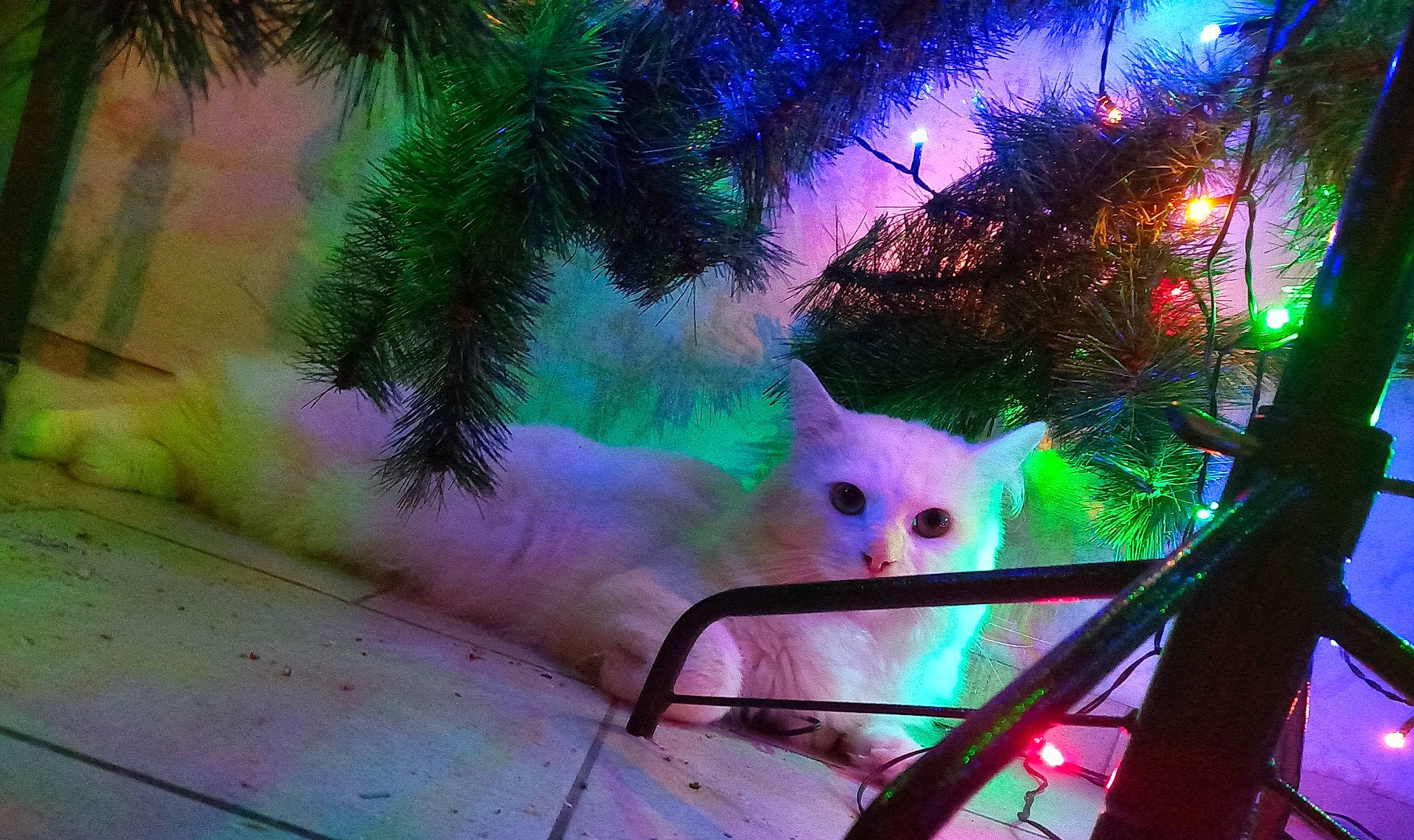 Galak a rejoint le concours — aidez-le/la à gagner de superbes lots ! art, branch, carnivore, cat, cg_artwork, christmas_ornament, electric_blue, evergreen, fawn, felidae, green, light, organism, pink, plant, small_to_medium_sized_cats, tail, tree, whiskers, woody_plant