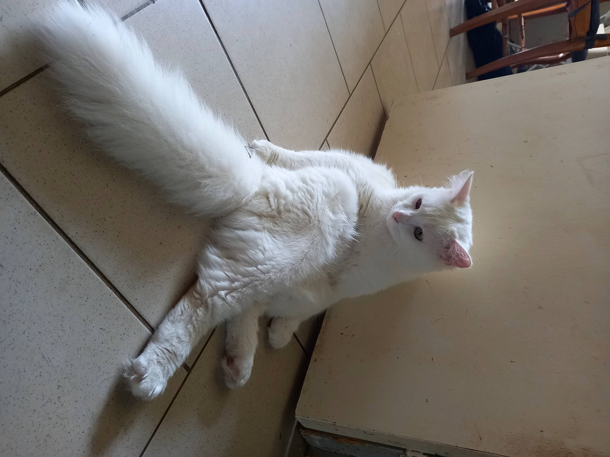 Galak a rejoint le concours — aidez-le/la à gagner de superbes lots ! canidae, carnivore, cat, claw, domestic_short_haired_cat, fawn, felidae, flooring, fur, paw, small_to_medium_sized_cats, tail, whiskers, wing, wood