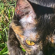 Duchess joined the competition — help win amazing prizes! alert, animal, cat, close_up, daylight, face, fur, grass, greenery, head, mammal, nature, outdoor, pet, sunlight, tortoiseshell, walking, whiskers, wildlife, yellow_eyes