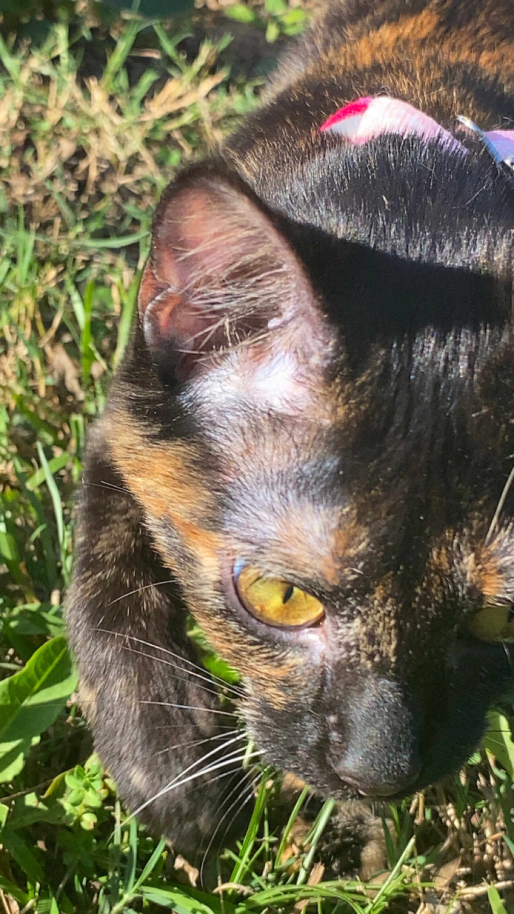 Duchess