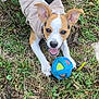 Duchess joined the competition — help win amazing prizes! dog, puppy, grass, toy, blue_ball, jacket, outdoor, playful, happy, ears, animal, pet, canine, nature, greenery, smiling, collar, cute, young_dog, fun