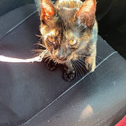 Duchess is registered to the contest to win money with this photo: kitten, cat, tortoiseshell, pet, leash, car_interior, car_seat, sunlight, animal, feline, whiskers, ears, steering_wheel, seatbelt, fabric, closeup, domestic_animal, young, fur, cute