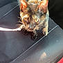 kitten, cat, tortoiseshell, pet, leash, car_interior, car_seat, sunlight, animal, feline, whiskers, ears, steering_wheel, seatbelt, fabric, closeup, domestic_animal, young, fur, cute