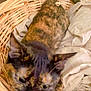 cat, tortoiseshell_cat, basket, wicker, fabric, indoor, pet, animal, feline, resting, cozy, fur, whiskers, ears, tail, wooden_floor, blurred_background, home, relaxation, cute