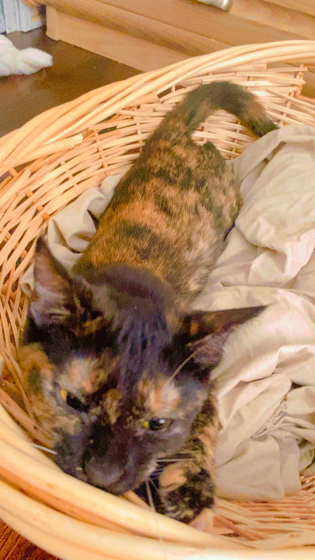 Duchess